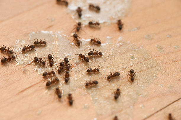 Best Flea Control Services  in Harbor Beach, MI